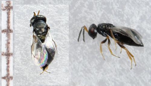 Réf. 294 511 : Lariophagus distinguendus